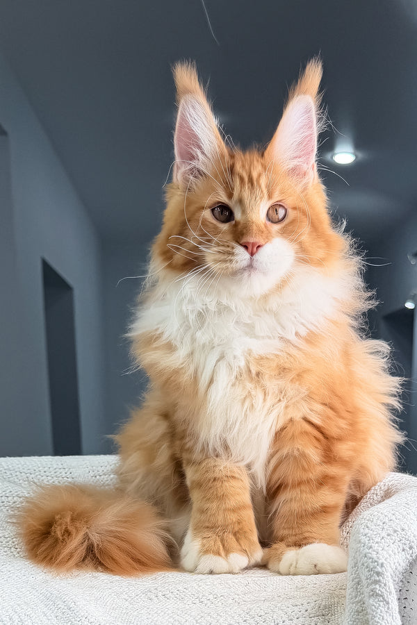 Romeo | Polydactyl Maine Coon Kitten