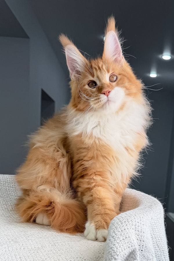 Romeo | Polydactyl Maine Coon Kitten