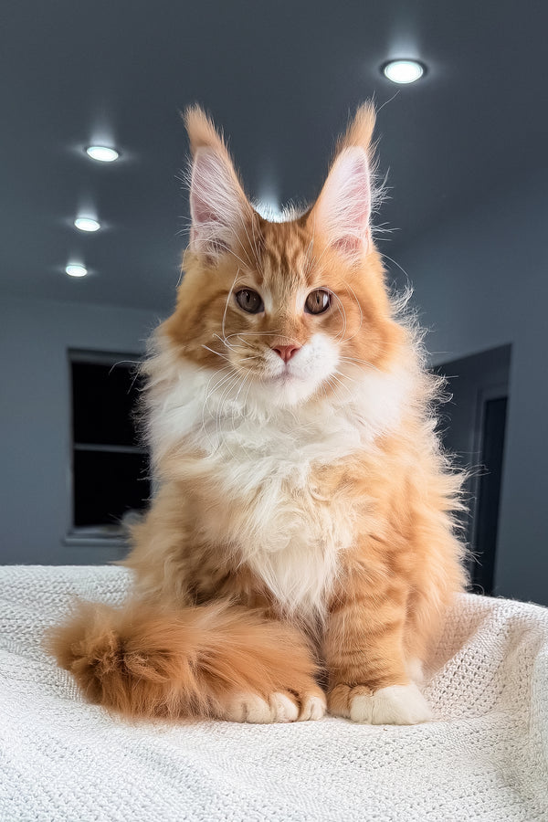 Romeo | Polydactyl Maine Coon Kitten