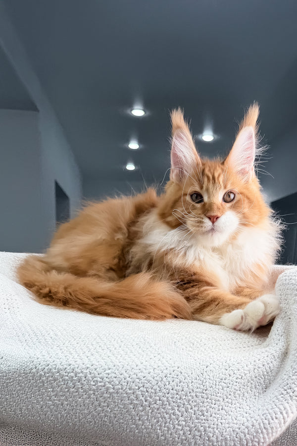 Romeo | Polydactyl Maine Coon Kitten