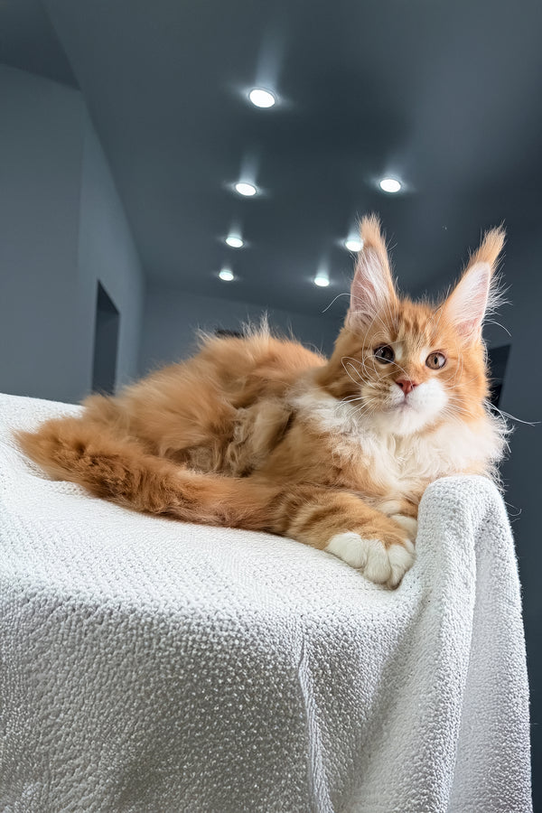 Romeo | Polydactyl Maine Coon Kitten