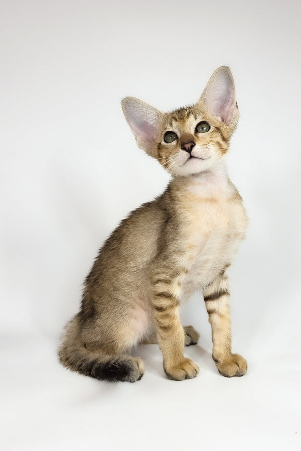 Romulus | Oriental Shorthair Kitten