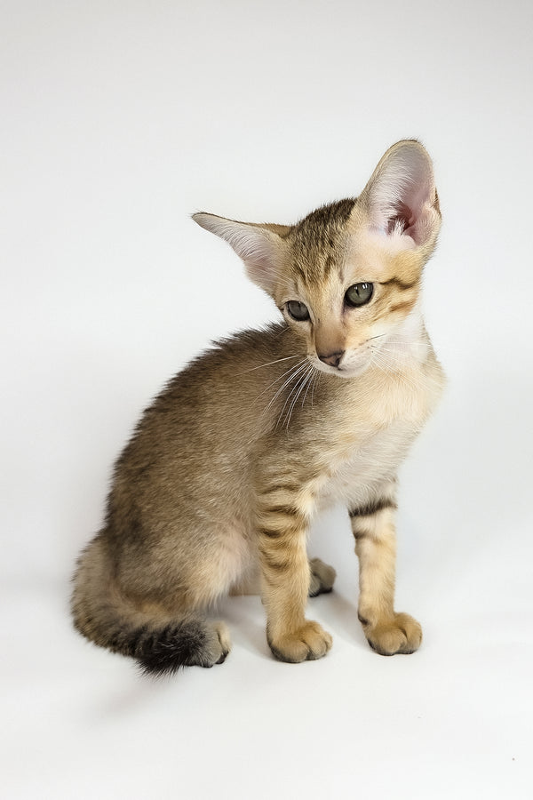 Romulus | Oriental Shorthair Kitten