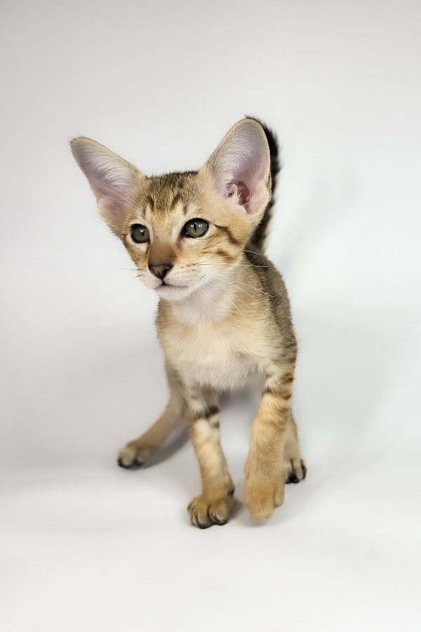 Romulus | Oriental Shorthair Kitten