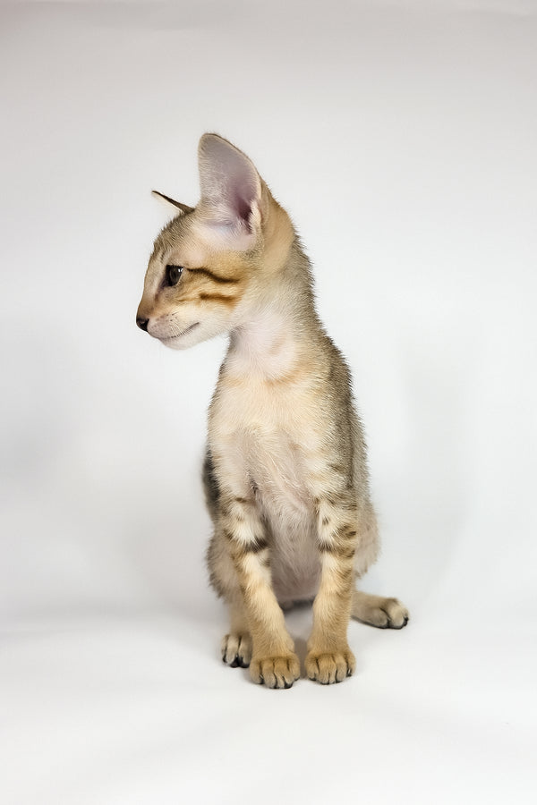 Romulus | Oriental Shorthair Kitten