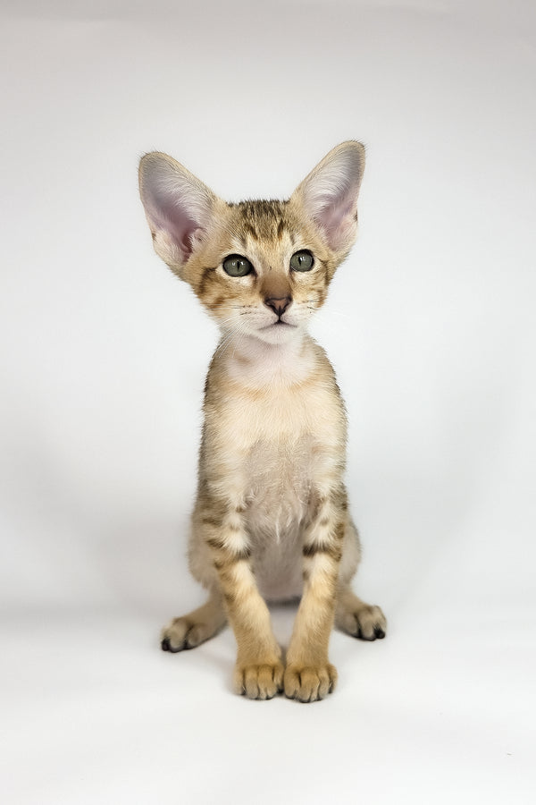 Romulus | Oriental Shorthair Kitten