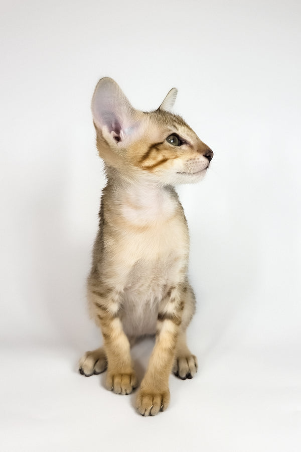 Romulus | Oriental Shorthair Kitten