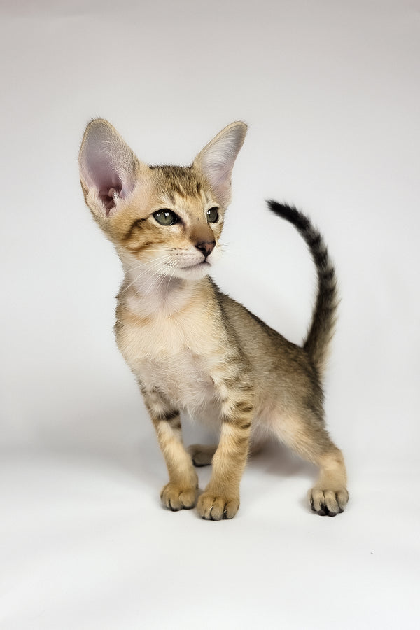 Romulus | Oriental Shorthair Kitten