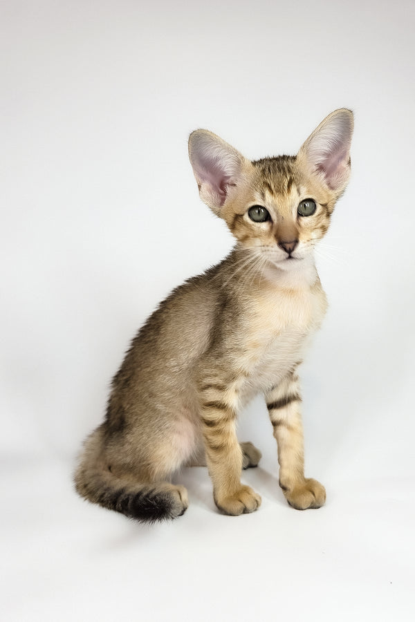 Romulus | Oriental Shorthair Kitten