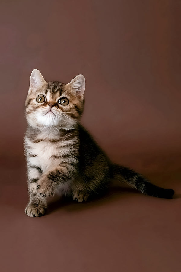 Rulet | Exotic Shorthair Kitten