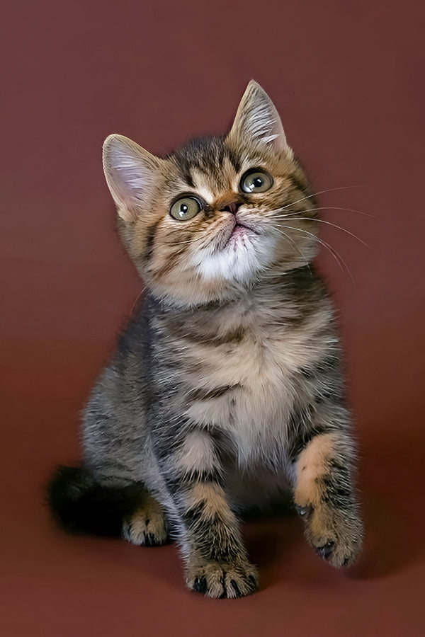 Rulet | Exotic Shorthair Kitten