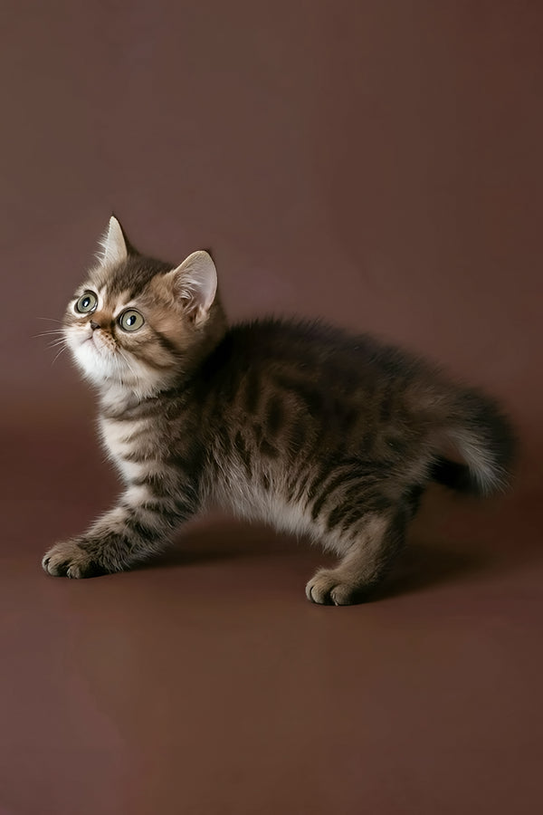 Rulet | Exotic Shorthair Kitten