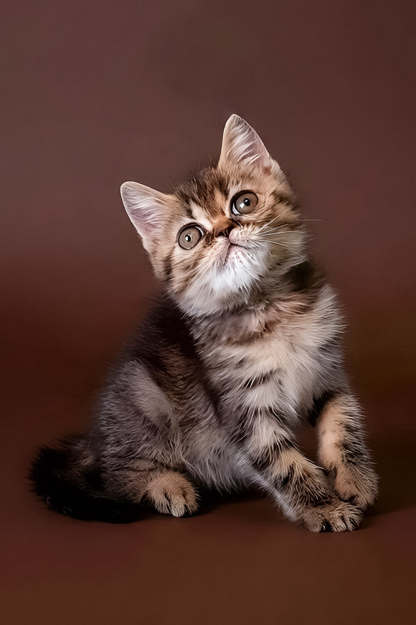 Rulet | Exotic Shorthair Kitten