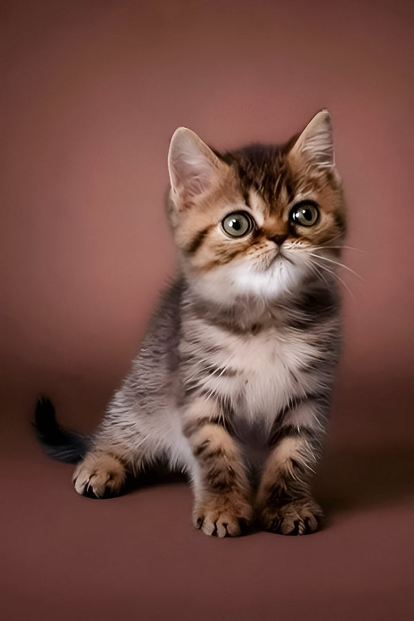 Rulet | Exotic Shorthair Kitten
