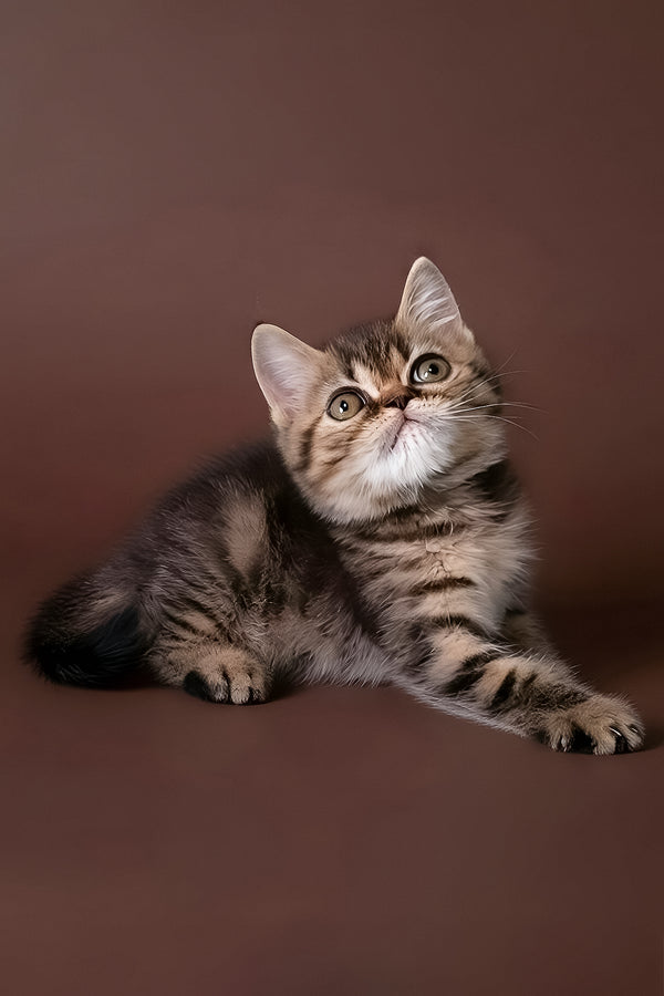 Rulet | Exotic Shorthair Kitten