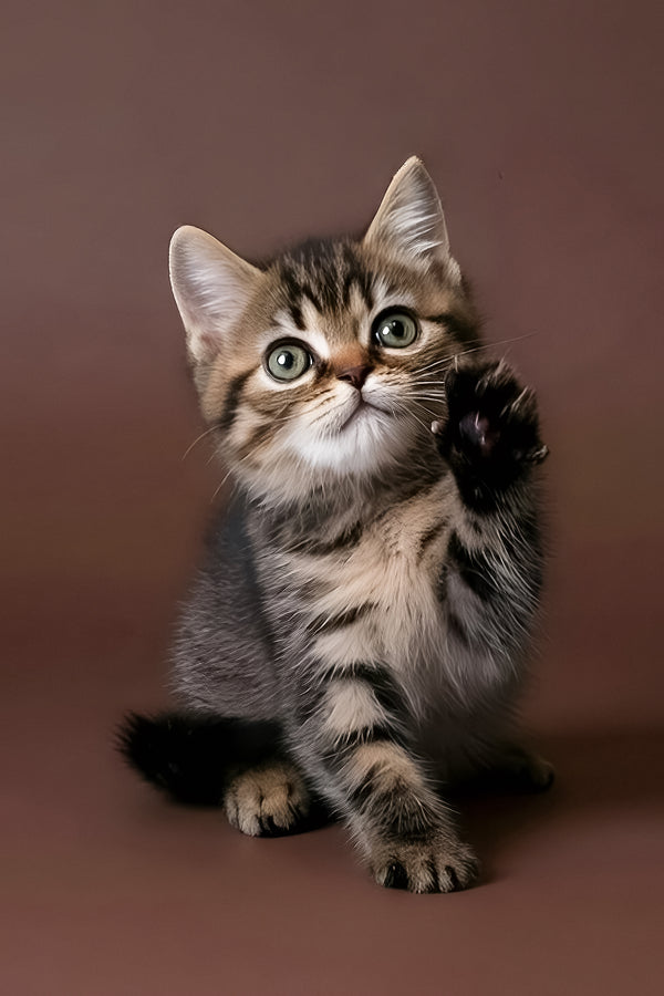 Rulet | Exotic Shorthair Kitten