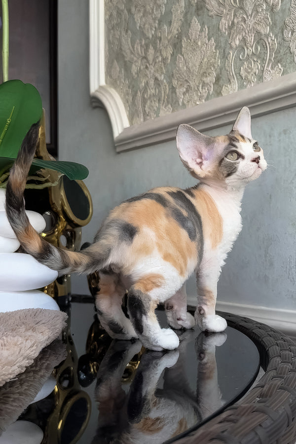 Runa | Devon Rex Kitten