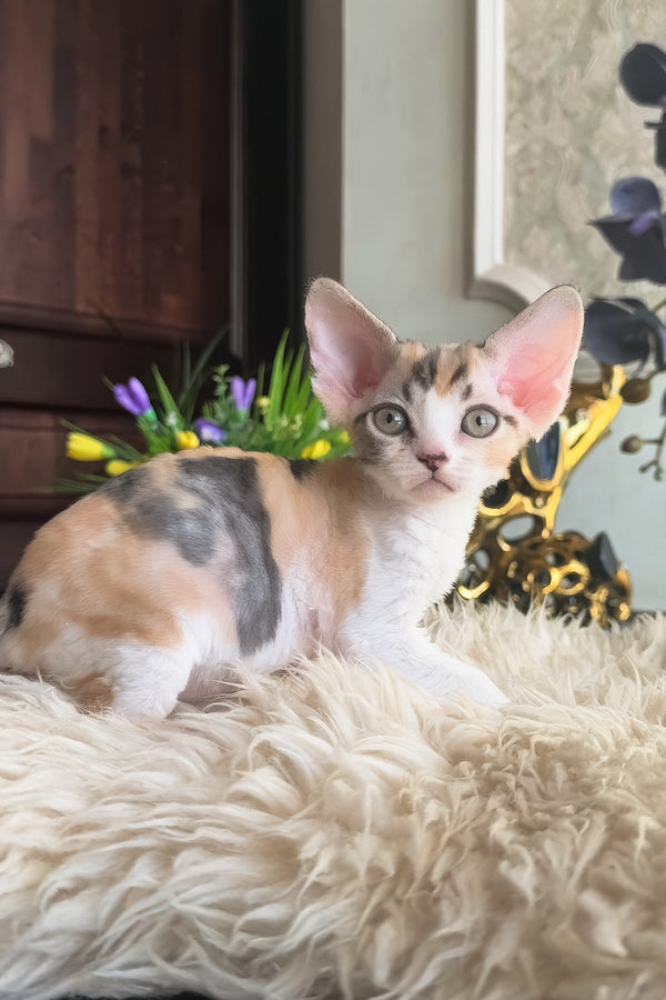 Runa | Devon Rex Kitten