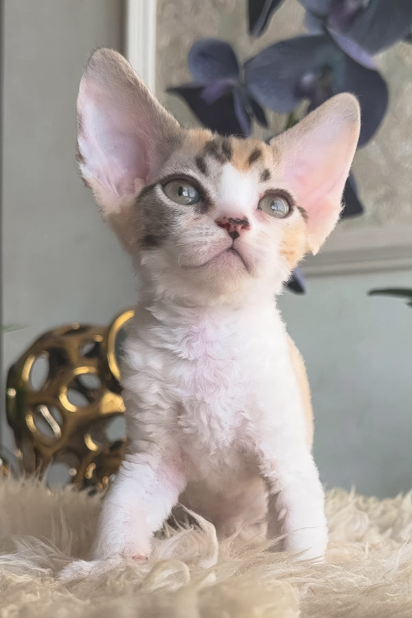Runa | Devon Rex Kitten