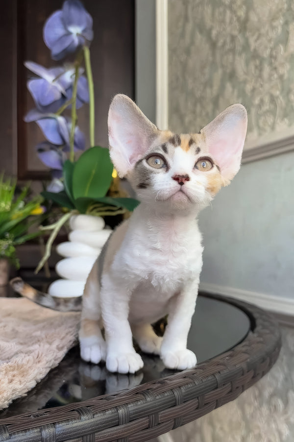 Runa | Devon Rex Kitten