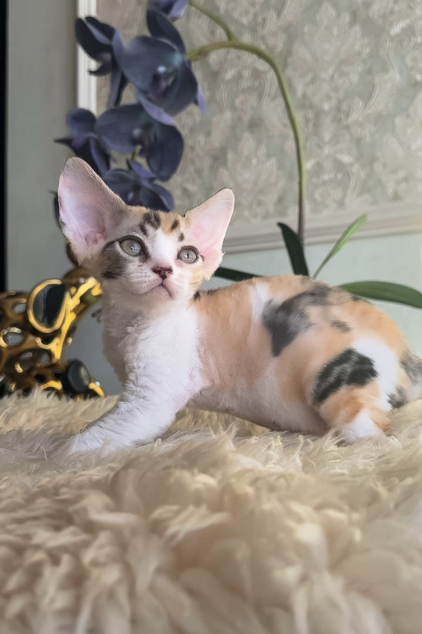 Runa | Devon Rex Kitten