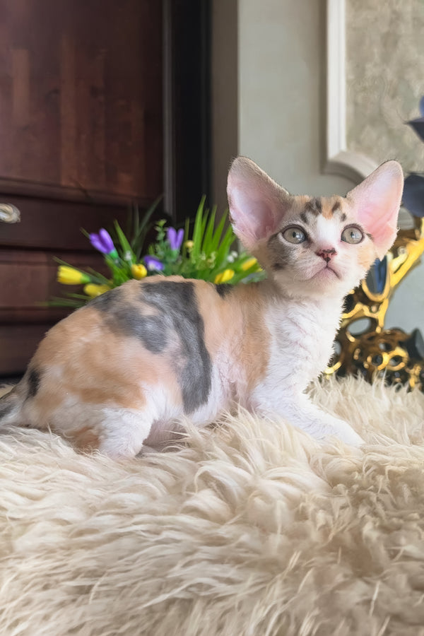 Runa | Devon Rex Kitten