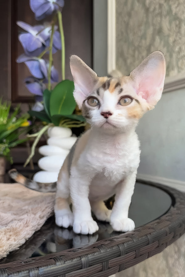 Runa | Devon Rex Kitten