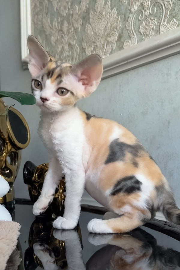 Runa | Devon Rex Kitten