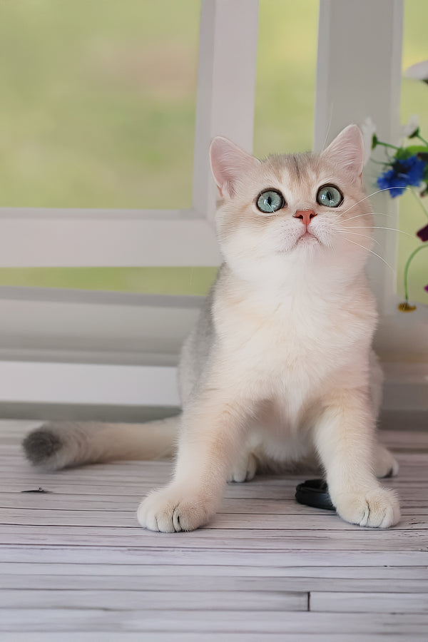 Samanta | British Shorthair Kitten