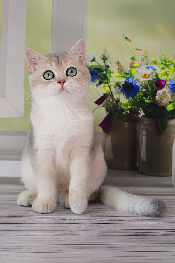 Samanta | British Shorthair Kitten