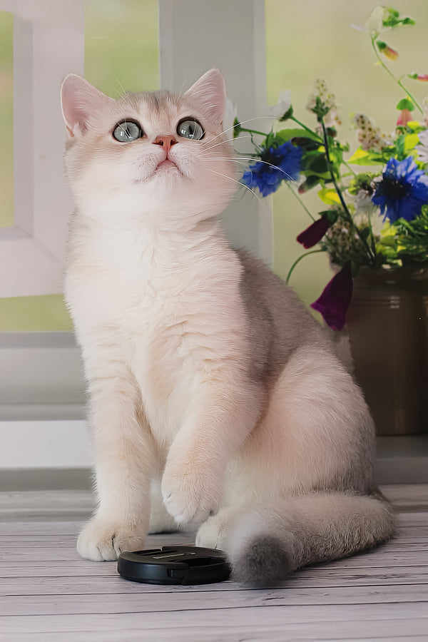 Samanta | British Shorthair Kitten