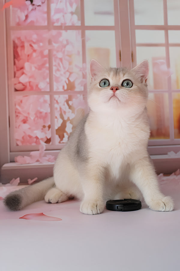 Samanta | British Shorthair Kitten