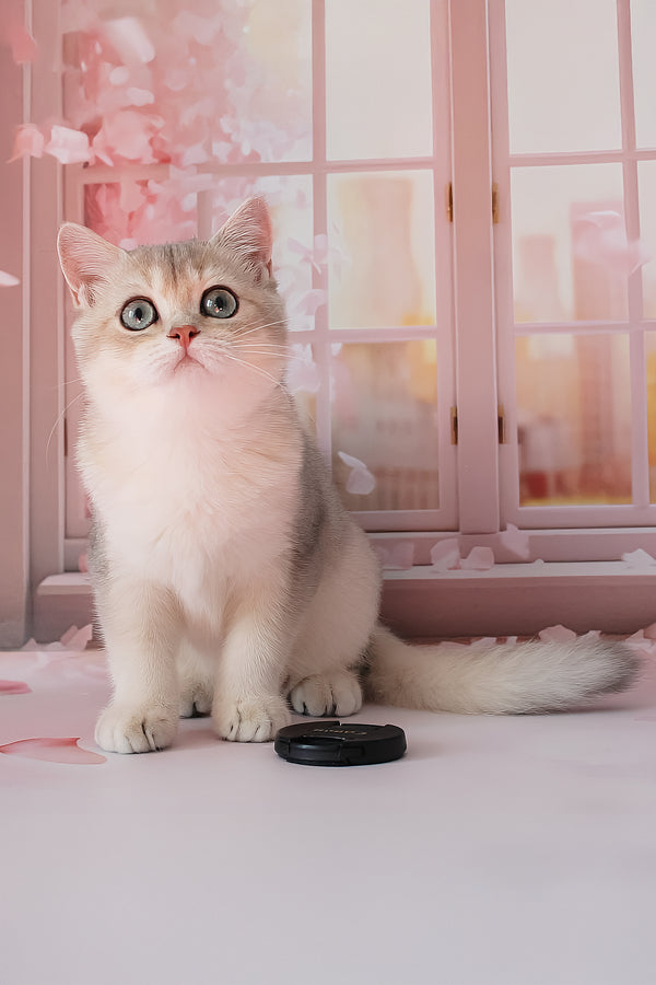 Samanta | British Shorthair Kitten