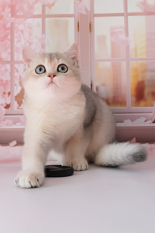 Samanta | British Shorthair Kitten