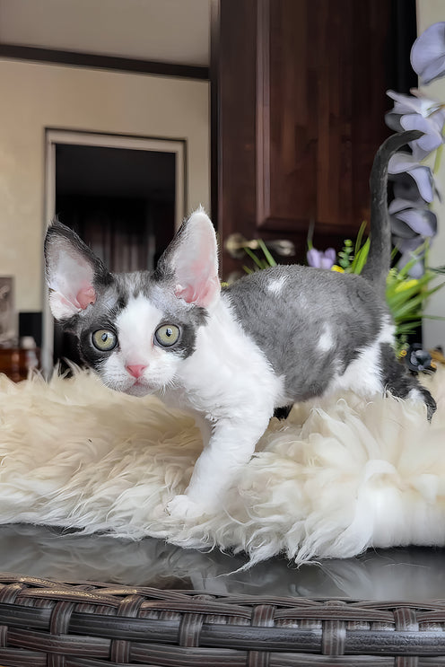 Samuel | Devon Rex Kitten
