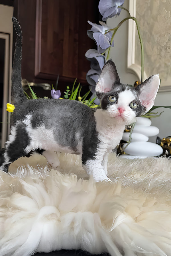 Samuel | Devon Rex Kitten