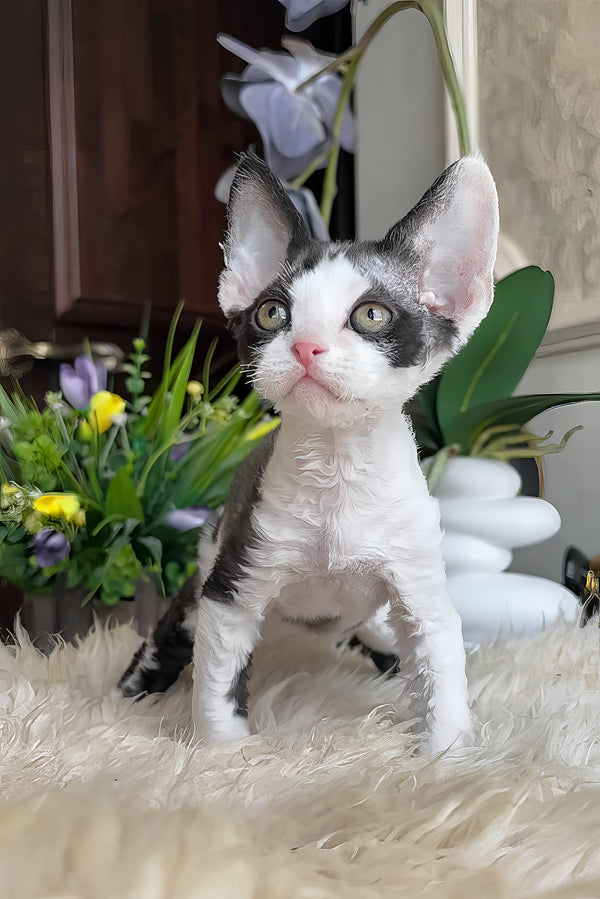Samuel | Devon Rex Kitten