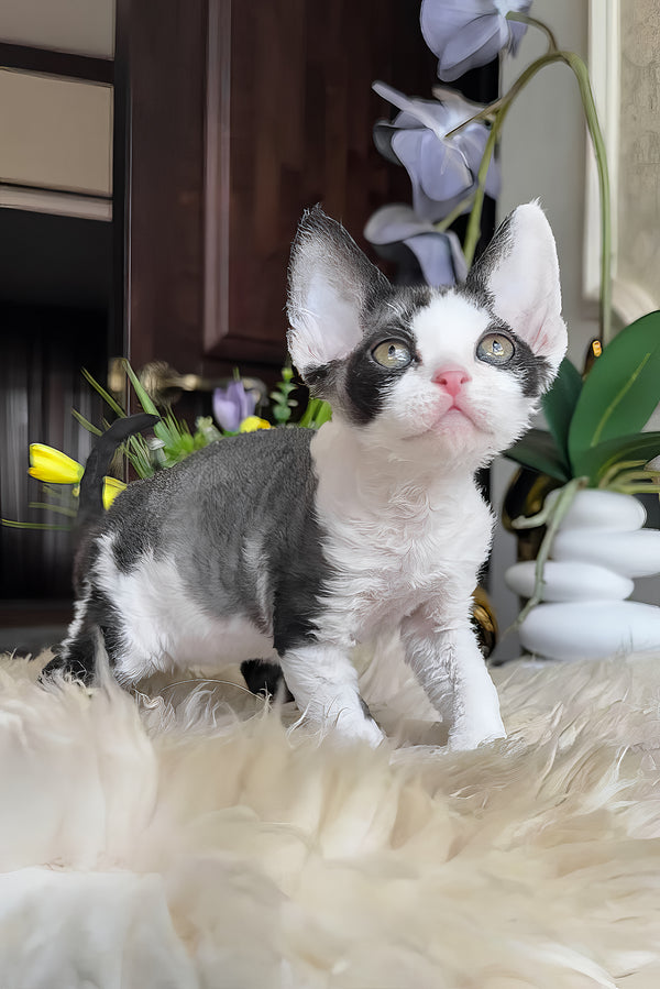 Samuel | Devon Rex Kitten