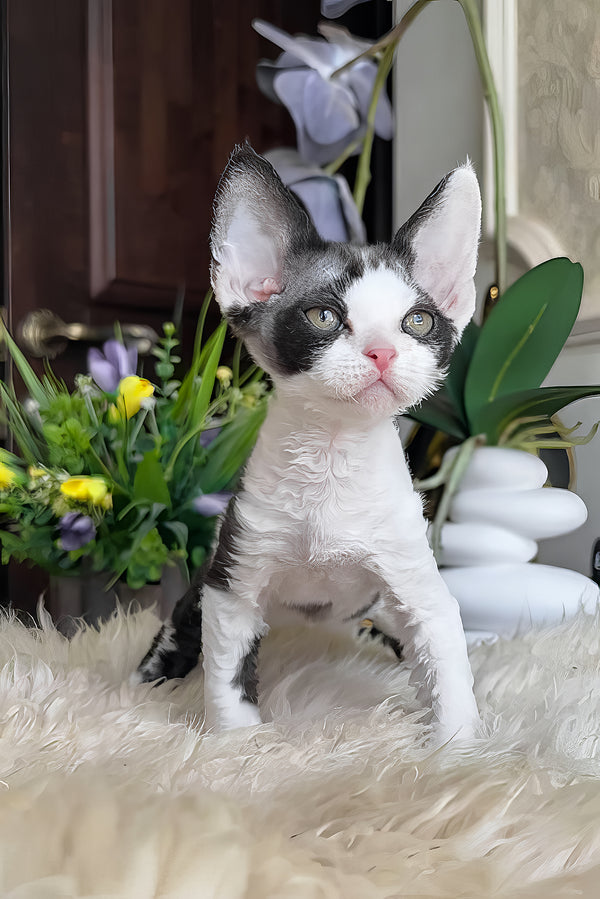 Samuel | Devon Rex Kitten