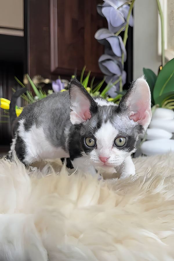 Samuel | Devon Rex Kitten