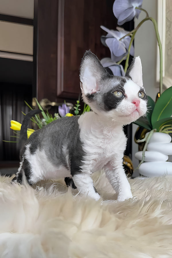 Samuel | Devon Rex Kitten