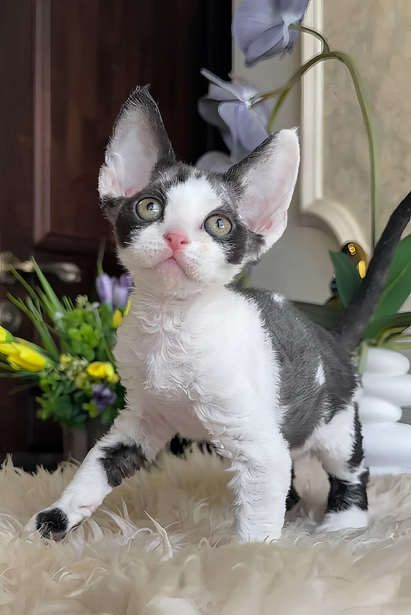 Samuel | Devon Rex Kitten