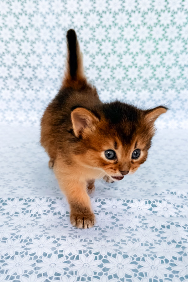 Sapphira | Somali Kitten