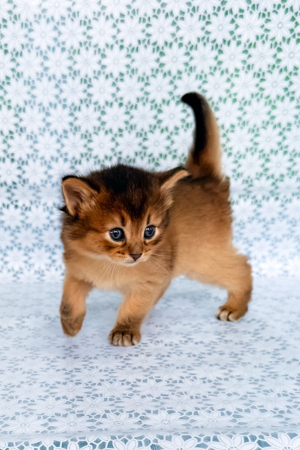 Sapphira | Somali Kitten