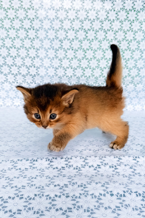 Sapphira | Somali Kitten