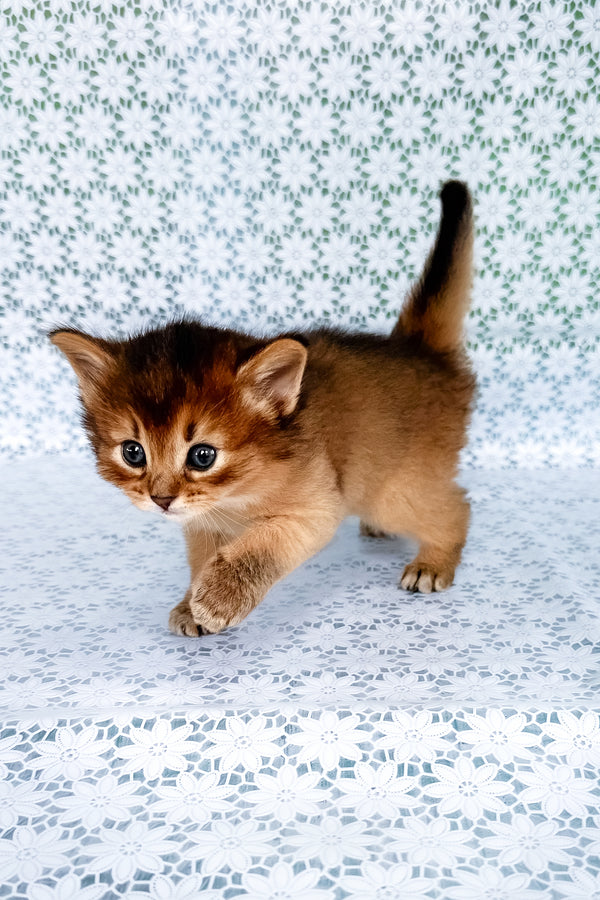 Sapphira | Somali Kitten