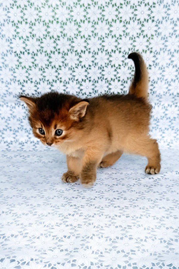 Sapphira | Somali Kitten