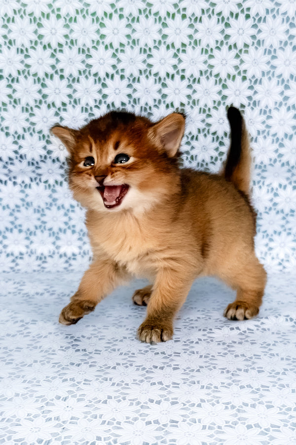 Sapphira | Somali Kitten