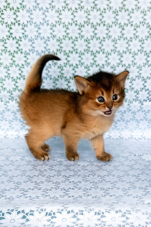 Sapphira | Somali Kitten