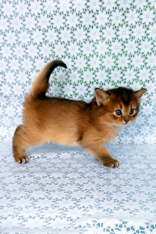 Sapphira | Somali Kitten